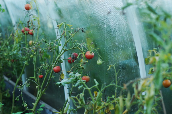 как правильно посадить семена помидоров на рассаду