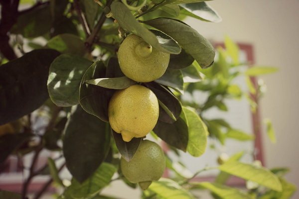 как посадить лимон из косточки