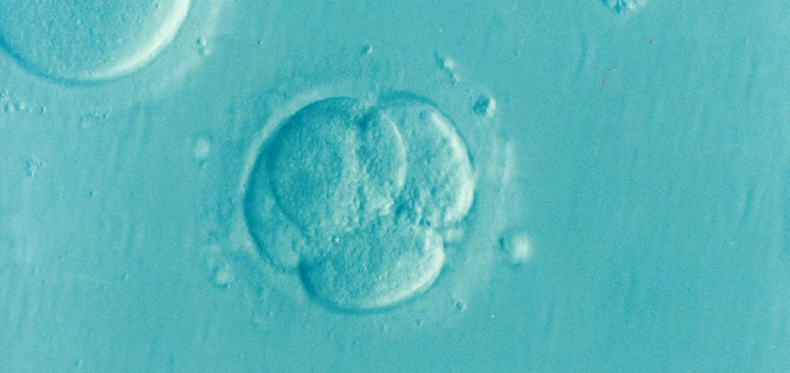 Признаки имплантации эмбриона в матку: когда происходит, на какой день?