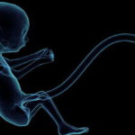 Развитие эмбриона по дням от зачатия