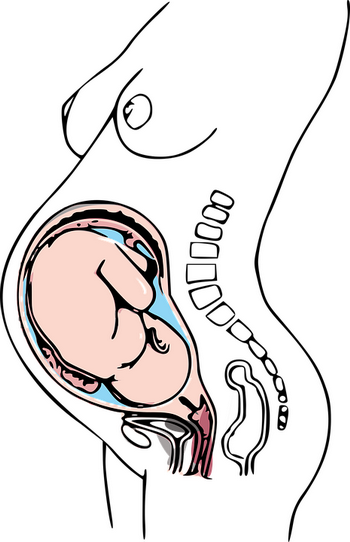 Развитие эмбриона по дням от зачатия